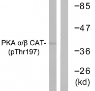 AP55702PU-S - PRKACA / PRKACB