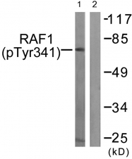 AP55703PU-S - RAF1