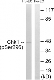 AP55707PU-S - CHK1