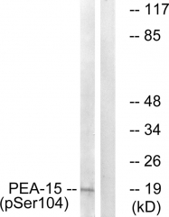 AP55709PU-S - PEA15