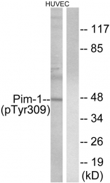 AP55710PU-S - PIM1