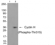 AP55720PU-S - Cyclin H