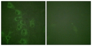 AP55724PU-S - Histamine H1 receptor
