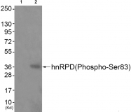 AP55725PU-S - hnRNP-D0 / HNRNPD