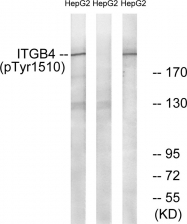 AP55727PU-S - CD104 / Integrin beta-4