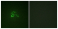 AP55735PU-S - CD227 / Mucin-1 / MUC1
