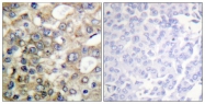 AP55735PU-S - CD227 / Mucin-1 / MUC1