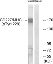 AP55735PU-S - CD227 / Mucin-1 / MUC1