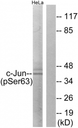 AP55738PU-S - AP-1 / c-Jun
