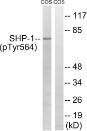 AP55745PU-N - PTPN6