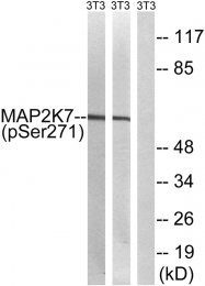 AP55764PU-S - MAP2K7