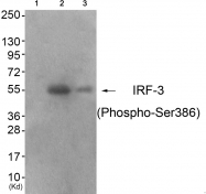 AP55779PU-S - IRF3