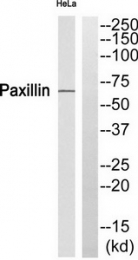 AP55781PU-S - Paxillin / PXN