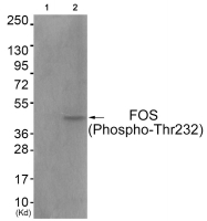 AP55783PU-S - c-fos
