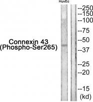 AP55786PU-S - GJA1 / Cx43