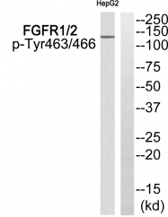 AP55791PU-S - FGFR1 / FGFR2