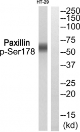 AP55792PU-S - Paxillin / PXN