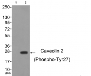 AP55796PU-S - Caveolin-2