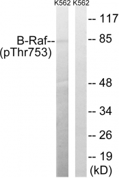 AP55804PU-S - B-Raf proto-oncogene