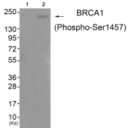 AP55805PU-S - BRCA1 / RNF53
