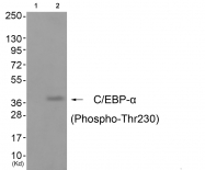 AP55806PU-S - CEBPA
