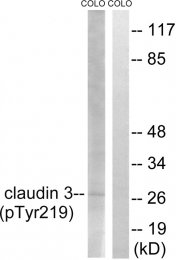 AP55809PU-S - Claudin-3 / CLDN3