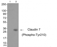 AP55812PU-N - Claudin-7 / CLDN7