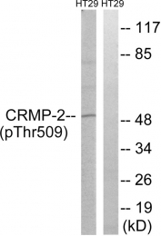 AP55813PU-N - DPYSL2 / CRMP2
