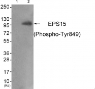 AP55818PU-S - AF1P / EPS15