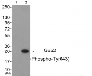 AP55820PU-N - GAB2