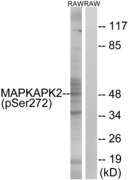 AP55823PU-S - MAPKAP Kinase-2