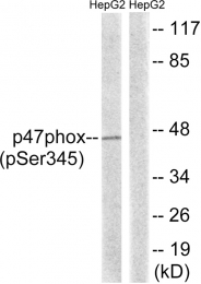 AP55828PU-S - NCF1