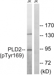 AP55830PU-S - PLD2