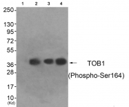 AP55833PU-S - TOB1