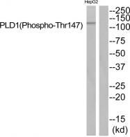 AP55835PU-S - Phospholipase D1 / PLD1
