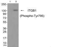 AP55840PU-N - CD29 / Integrin beta-1