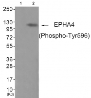 AP55848PU-S - EPHA4