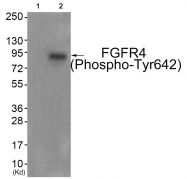 AP55850PU-N - CD334 / FGFR4