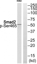 AP55851PU-N - SMAD2