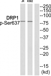 AP55855PU-N - Dynamin-1-like protein