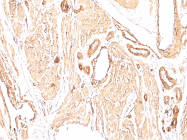 AM50166PU-N - ACTA2 / aortic smooth muscle Actin