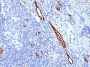 AM50187PU-S - von Willebrand factor (VWF)
