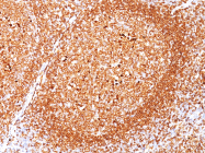 AM50196PU-S - CD79a