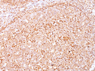 AM50197PU-S - CD79a