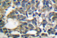 AP06007PU-N - AMPK1/AMPK2