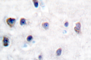 AP06009PU-N - Amyloid beta A4 protein / APP