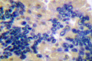 AP06036PU-N - Caspase-10