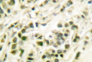 AP06087PU-N - DNA polymerase beta