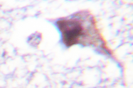 AP06092PU-N - E2F6