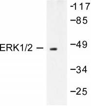 AP06107PU-N - MAPK3 / ERK1